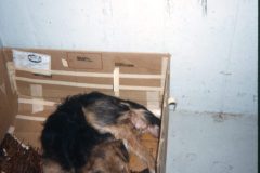 1972 01 Alaska Ft Wainwright Scampy Puppies2