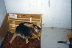 1972 01 Alaska Ft Wainwright Scampy Puppies3