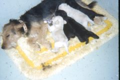 1972 06 Alaska Ft Wainwright Scampy Puppies