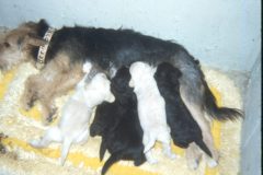 1972 06 Alaska Ft Wainwright Scampy Puppies1