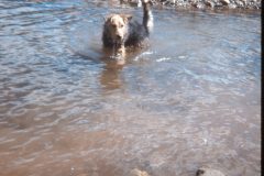 1972 08 Alaska GoldPanning Scampy1