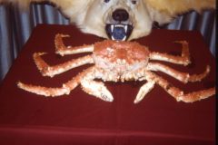 1972 11 Alaska Polar Bear King Crab