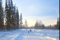 1973 02 Alaska Trees4