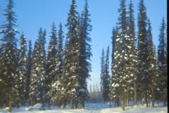 1973 02 Alaska Trees6