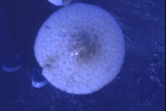 1973 09 Alaska Mushroom