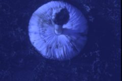 1973 09 Alaska Mushroom1
