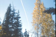 1973 10 Alaska Trees