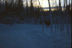 1974 03 Alaska HendersonRd. Fairbanks Moose1