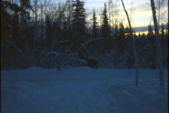 1974 03 Alaska HendersonRd. Fairbanks Moose3