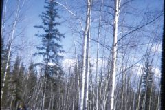 1974 05 Alaska HendersonRd. Fairbanks David Sam