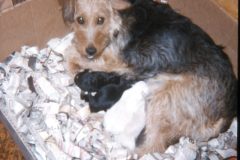 1974 06 Alaska HendersonRd. Fairbanks Scampy Puppies