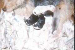 1974 06 Alaska HendersonRd. Fairbanks Scampy Puppies1