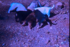 1974 07 Alaska David Scampy Puppies1