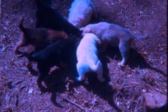 1974 07 Alaska Scampy Puppies1