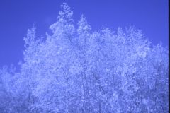 1974 11 Alaska Trees1