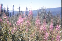 1974 Alaska Flowers