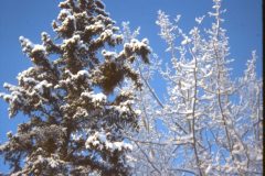 1975 01 Alaska HendersonRd. Fairbanks Trees1