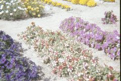 1975 Alaska Flowers