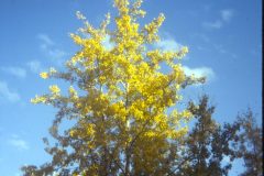 1975 Alaska HendersonRd Fairbanks Tree