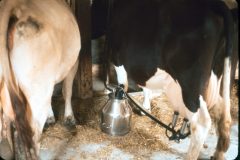 1976 07 New York Cow Farm