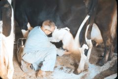 1976 07 New York Cow Farm2