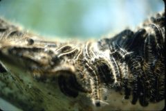 1976 07 New York RT30 Property Tent Caterpillars