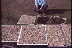 1977 07 NewYork Helderberg Ave Dad Nuts