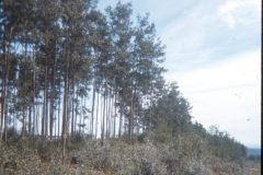 1972 07 Alaska Property3