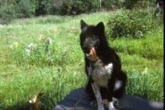1972 07 Alaska Riverboat Cruise Dog