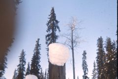 1973 02 Alaska Trees