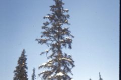 1973 02 Alaska Trees1