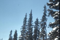 1973 02 Alaska Trees2