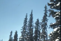 1973_02_Alaska_Trees2.jpg.webp
