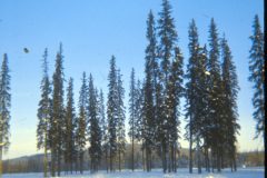 1973 02 Alaska Trees3