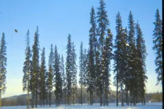 1973_02_Alaska_Trees3.jpg.webp