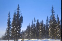 1973 02 Alaska Trees5