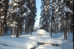 1973 02 Alaska Trees7