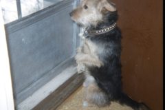 1973 03 Alaska Ft Wainwright Scampy