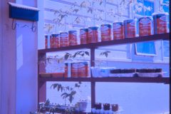 1973 05 Alaska Garden