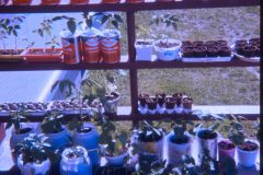 1973 05 Alaska Garden1