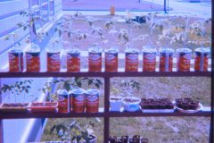 1973 05 Alaska Garden2