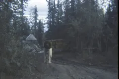 1973_09_Alaska_HendersonRd._Fairbanks_Unknown.jpg.webp
