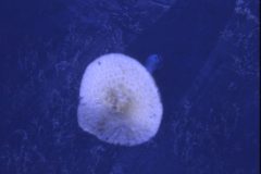 1973 09 Alaska Mushroom2