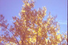 1973 10 Alaska Trees1