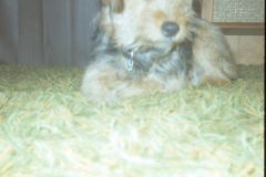 1974 01 Alaska HendersonRd. Fairbanks Scampy