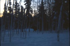 1974 03 Alaska HendersonRd. Fairbanks Moose