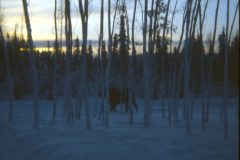 1974 03 Alaska HendersonRd. Fairbanks Moose2