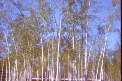 1974 06 Alaska HendersonRd. Fairbanks House10