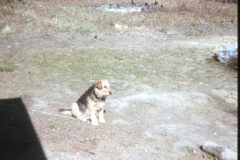 1974 06 Alaska HendersonRd. Fairbanks Scampy