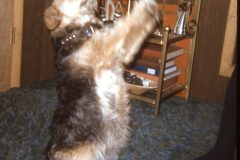 1974 06 Alaska HendersonRd. Fairbanks Scampy1